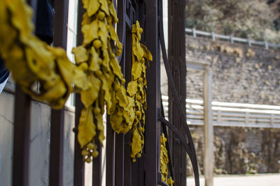 Close up of yellow flower