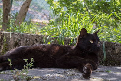 Black cat lying in a plant