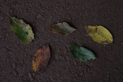 High angle view of leaves on plant