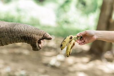 Close-up of hand holding fruit