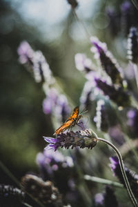 Close-up of insect on purple flower