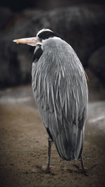 Close-up of a bird