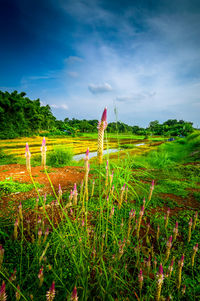 Scenic view of field against sky