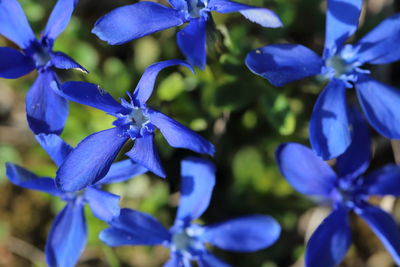 Close-up of purple flowering plants