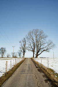 Tree at the end of a road in winter with snow on the ground