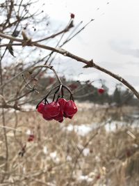 Close-up of red flowers blooming on branch