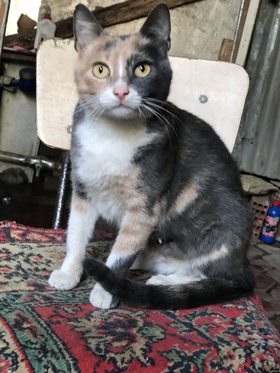 PORTRAIT OF CAT SITTING ON SOFA AT HOME