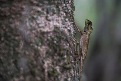 Close-up of lizard on tree trunk