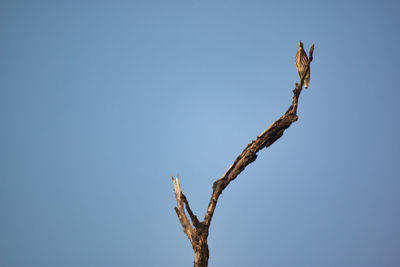 Low angle view of bird perching on tree against sky