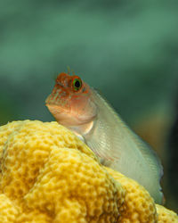 Close-up of fish swimming in sea