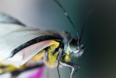 A newly eclosed red-spot jezebel butterfly from its pupal case