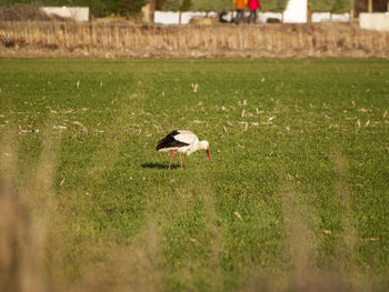 Bird on field