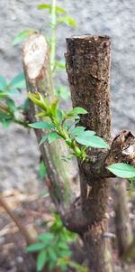 Close-up of tree trunk