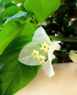 Close-up of white flowers blooming outdoors