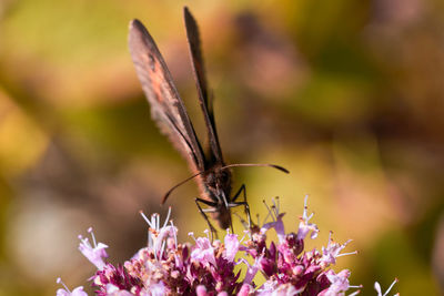 Close-up of butterfly pollinating on flower