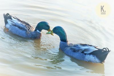 Duck swimming in lake