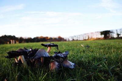 Mallard duck on field against sky