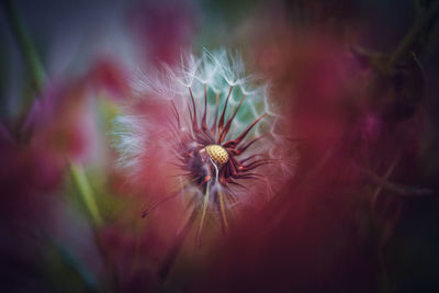 Close-up of dandelion flower