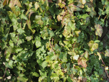 Full frame shot of plants