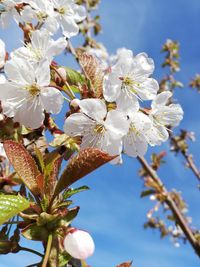 Close-up of cherry blossoms against sky