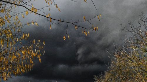 Low angle view of trees against sky during autumn