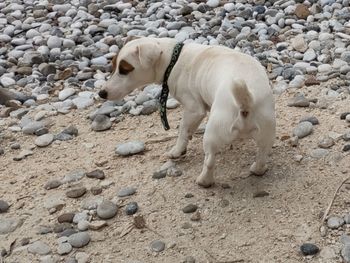 White dog standing on sand