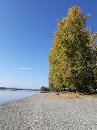 Trees on beach against clear blue sky