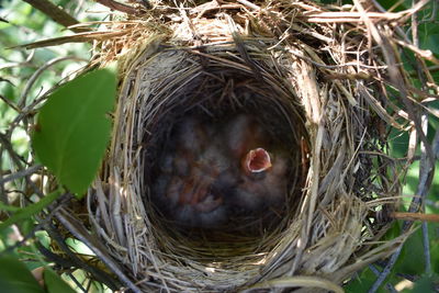 Close-up of bird in nest