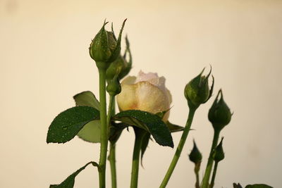 Close-up of flowering plant against white background