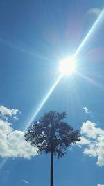 Sun shining through trees