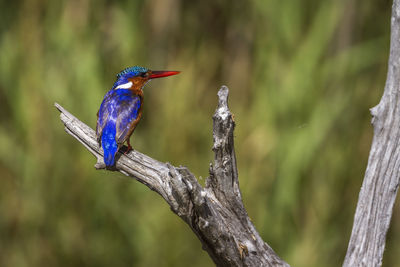 Close-up of bird perching on a tree