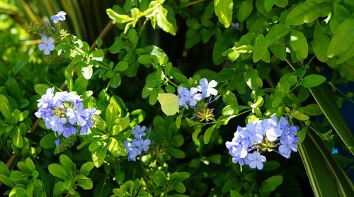 Close-up of purple flowering plants
