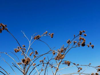 Low angle view of flowering plants against clear blue sky