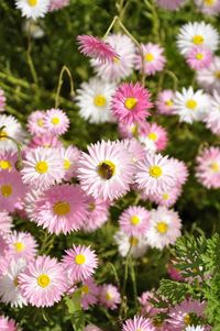 High angle view of flowering plants on field