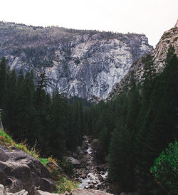 Scenic view of pine trees and mountains against sky