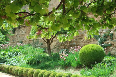 View of tree