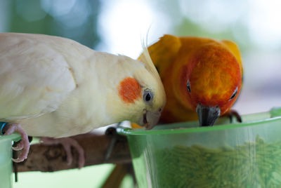 Close-up of birds