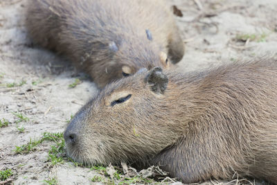 Close-up of capybara on field