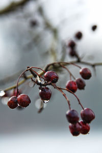 Close-up of berries growing on tree