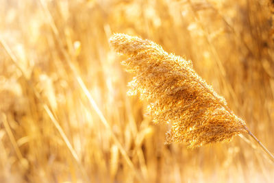 Close-up of wheat growing on field