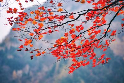 Low angle view of autumnal tree against sky