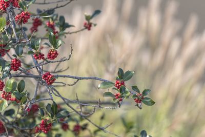 Close-up of red berries on plant