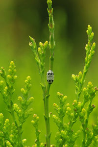 Butterfly cocoon with blur background