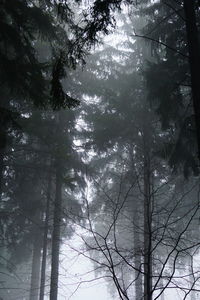 Low angle view of trees in forest