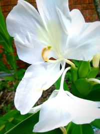 Close-up of white flower blooming outdoors