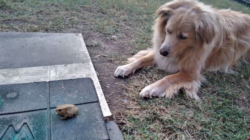 High angle view of dog on grass