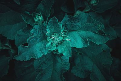 Close-up of green leaves on plant