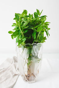 Close-up of plant against white background