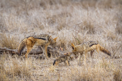 Jackals on land