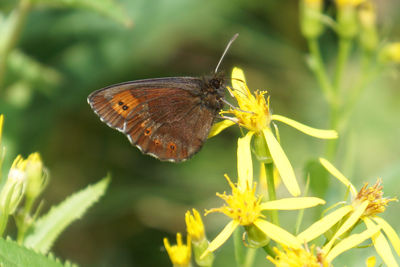 Close-up of butterfly pollinating on flower